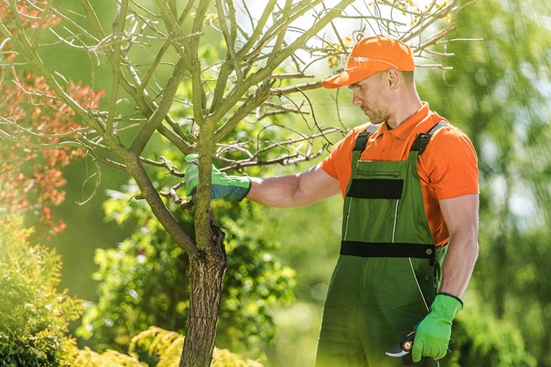 Gardener in orange hat and green overalls pruning a tree in a sunlit garden, surrounded by lush greenery and blooming plants, conveying a sense of springtime care.